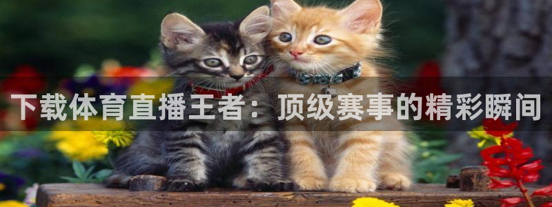 919体育直播苹果版：下载体育直播王者：顶级赛事的精彩瞬间